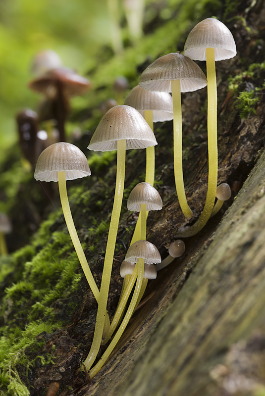 Mycena epipterygia